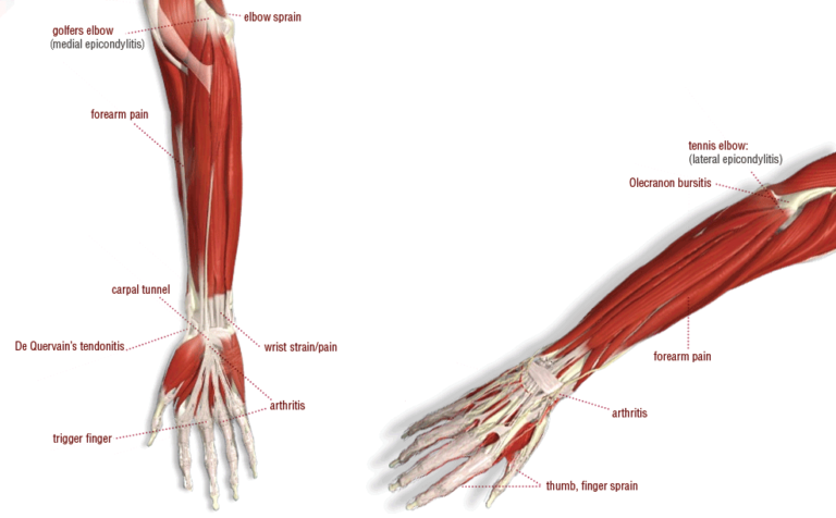 TennisKafe   Anatomy Of Elbow Wrist And Hand Angola Physical Therapy Forearm 3270 Intertech 768x476 