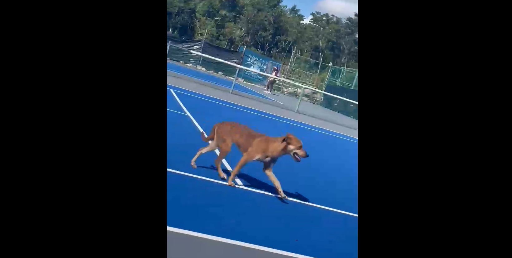 Кучета на корта по време на мач: Реалностите на ITF турнирите TennisKafe
